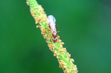 Karıncalar vahşi doğada, Kuzey Çin