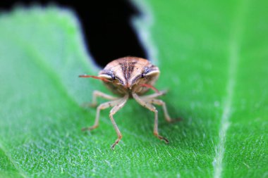 Vahşi doğada hemiptera böcekleri, Kuzey Çin