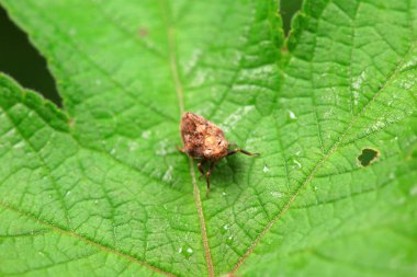 Kuzey Çin 'deki yabani bitkilerin üzerindeki Cicadellidae böcekleri.