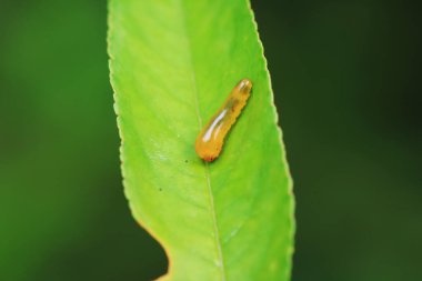 Kuzey Çin 'deki yabani bitkilerin üzerinde arı larvaları.