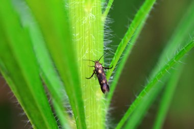 Lepidoptera böcekleri vahşi doğada, Kuzey Çin