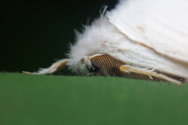 Lepidoptera böcekleri vahşi doğada, Kuzey Çin