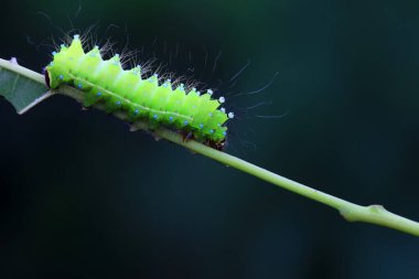 Lepidoptera larvaları vahşi doğada, Kuzey Çin