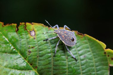 Vahşi doğada hemiptera böcekleri, Kuzey Çin