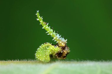 Lepidoptera larvaları vahşi doğada, Kuzey Çin