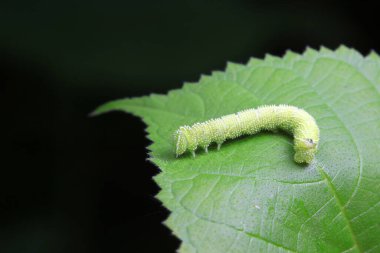 Lepidoptera larvaları vahşi doğada, Kuzey Çin