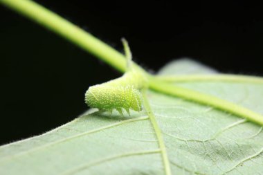 Lepidoptera larvaları vahşi doğada, Kuzey Çin