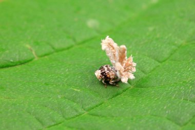 Kuzey Çin 'deki yabani bitkilerin üzerindeki Cicadellidae böcekleri.