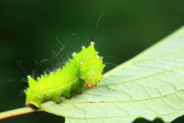 Lepidoptera larvaları vahşi doğada, Kuzey Çin