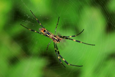 Spiders in the wild, North China clipart