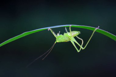 Kuzey Çin 'de Katydid perileri.