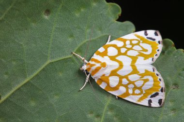 Lepidoptera böcekleri vahşi doğada, Kuzey Çin