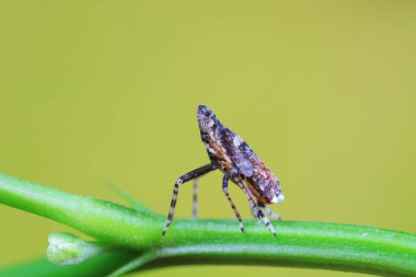 Kuzey Çin 'deki yabani bitkilerin üzerindeki Cicadellidae böcekleri.