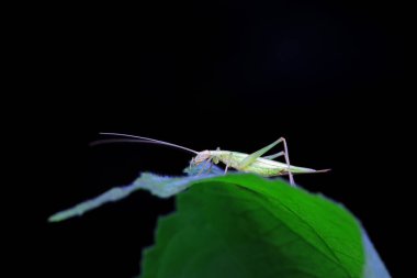 Tree cricket on wild plants, North China clipart