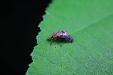 Kuzey Çin 'deki yabani bitkilerin üzerinde uçuyor.