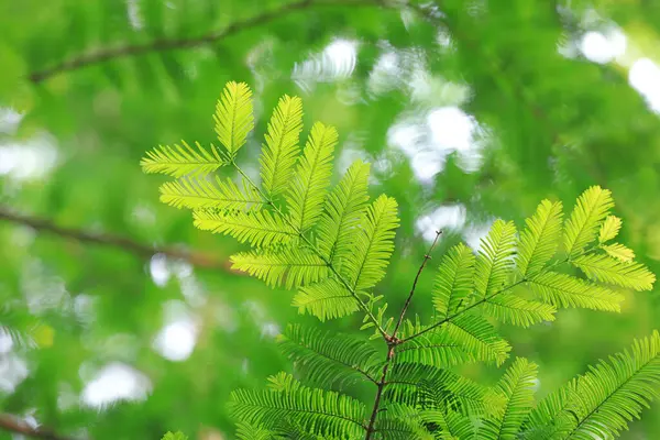 Pekin Botanik Bahçesindeki Metasequoia bitkileri