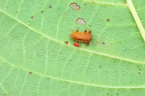 Lepidoptera larvaları vahşi doğada, Kuzey Çin