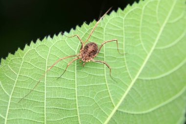 Vahşi doğadaki örümcekler, Kuzey Çin