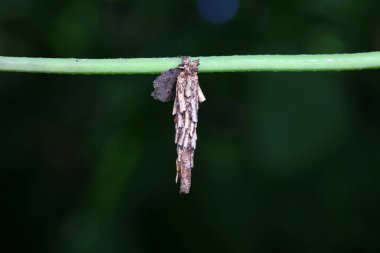 Lepidoptera larvaları vahşi doğada, Kuzey Çin