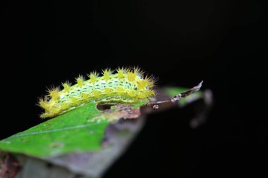Lepidoptera larvaları vahşi doğada, Kuzey Çin