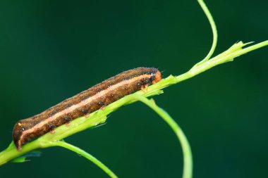 Lepidoptera larvae in the wild, North China clipart