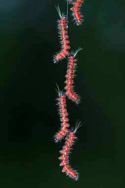 Lepidoptera larvaları vahşi doğada, Kuzey Çin