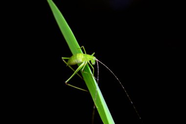 Kuzey Çin 'de Katydid perileri.