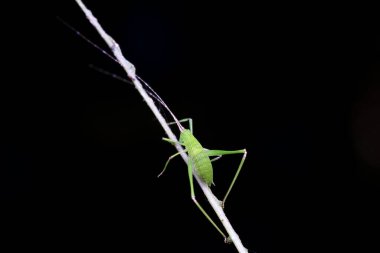 Kuzey Çin 'de Katydid perileri.