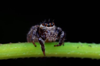 Vahşi doğadaki örümcekler, Kuzey Çin