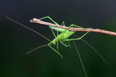 Kuzey Çin 'de Katydid perileri.
