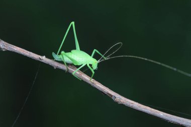 Kuzey Çin 'de Katydid perileri.