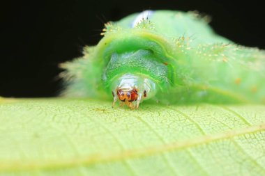 Lepidoptera larvaları vahşi doğada, Kuzey Çin