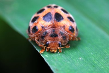 Kuzey Çin 'deki yabani bitkilerde uğur böcekleri