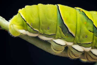 Lepidoptera larvaları vahşi doğada, Kuzey Çin