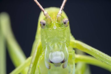 Kuzey Çin 'de Katydid perileri.