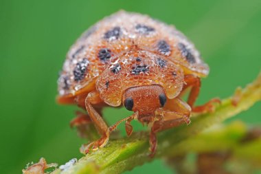 Kuzey Çin 'deki yabani bitkilerde uğur böcekleri