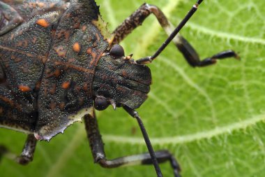 Vahşi doğada hemiptera böcekleri, Kuzey Çin