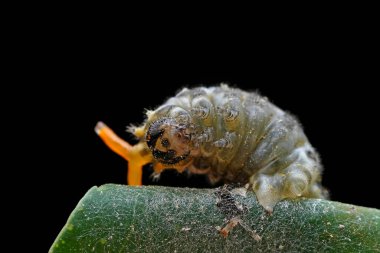 Lepidoptera larvaları vahşi doğada, Kuzey Çin