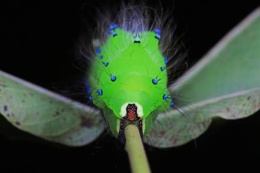 Lepidoptera larvaları vahşi doğada, Kuzey Çin