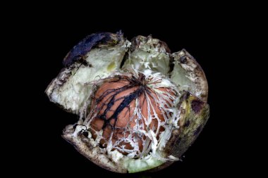 Kırık ceviz olgunlaşmış, Kuzey Çin.