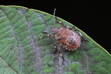Vahşi doğada hemiptera böcekleri, Kuzey Çin