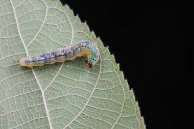 Lepidoptera larvae in the wild, North China clipart