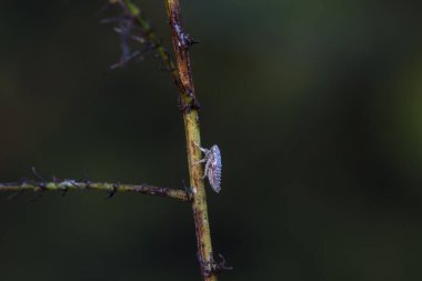 Kuzey Çin 'deki yabani bitkilerin üzerine ağustos böceği yaprağı