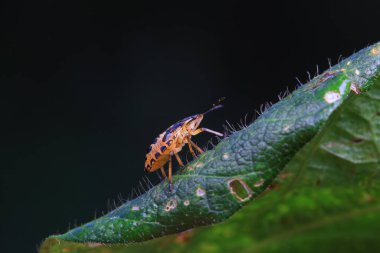 Vahşi doğada hemiptera böcekleri, Kuzey Çin