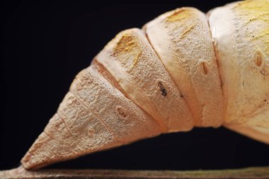 Lepidoptera larvaları vahşi doğada, Kuzey Çin