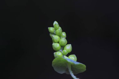 Siyah arka planda yabani Çin bitkisel ilaçları, Kuzey Çin