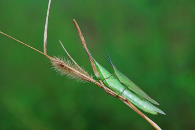 Vahşi doğada, Kuzey Çin 'de Atractomorpha sinensis