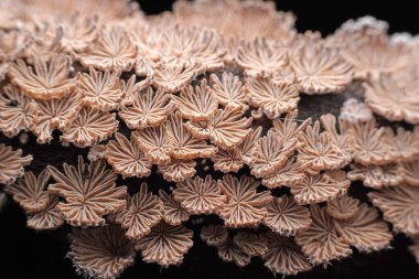 Yarık kırışıklık mantarı, vahşi bir mantar, Kuzey Çin