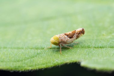 Kuzey Çin 'deki yabani bitkilerin üzerine ağustos böceği yaprağı