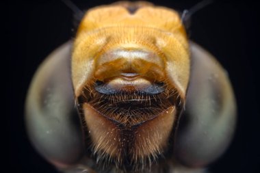 Kuzey Çin 'de yusufçuk yuvası gözü kapatın.